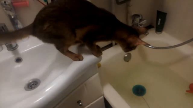 Кошка сама прыгает в ванную и купается! ТОП🐈
