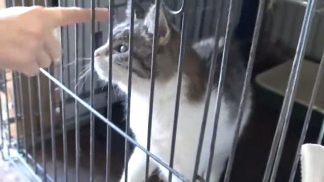 Они ищут хозяев.