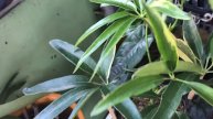Hoya | philodendron | Monstera || sulit ang presyo @ Passion at60