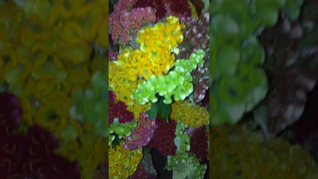 ЦЕЛОЗИЯ гребенчатая (срезочный сорт)17.07.23