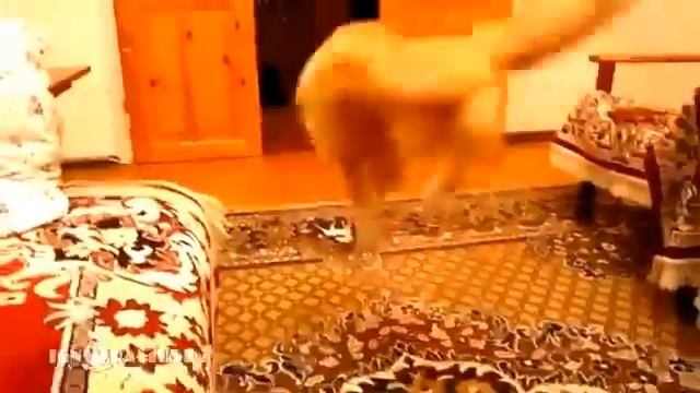 Кот, который боится звуки из игры Mario