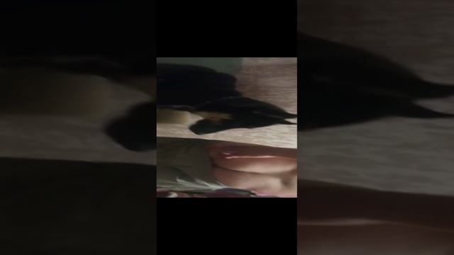 собаки лечат