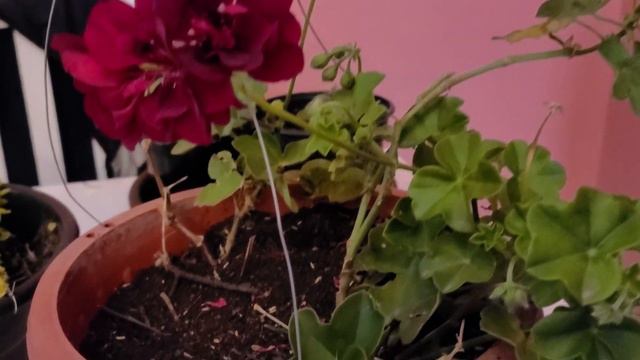Geranio Gitanilla o Hiedra -Pelargonium Peltatum, cambio de tierra por plaga parte 2.