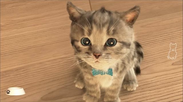 Маленький котенок - Кид и подписчики ПУРУМЧАТА