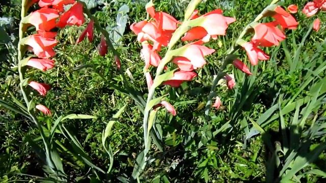 Garden and orchard  gladiolus / Сад и огород. Гладиолусы