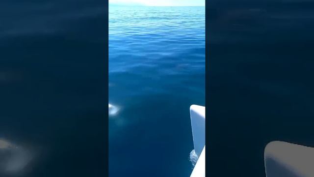 Морская прогулка на парусной яхте в Сириусе. Имеретинский порт 🌊🐬⛵🌞