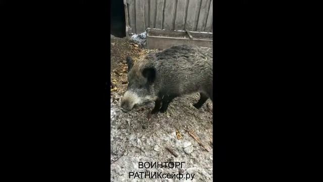 Дикие кабаны в неволе
