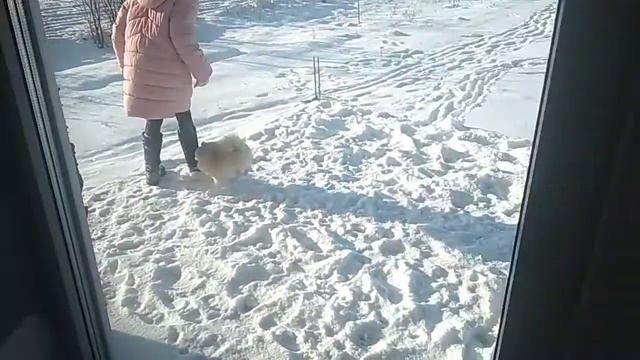 Злобный шпицуля, хочет съесть меня. Бонечка, разошелся на снегу.