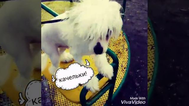 Не много о щенке Баксике