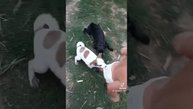 Дети и животные ?