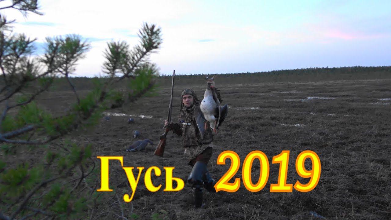 Гусь 2019 Охота на болотах #2