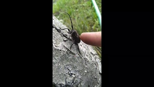 Путешествие натуралиста. Май.