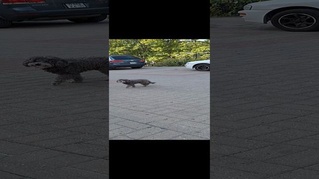 пёс