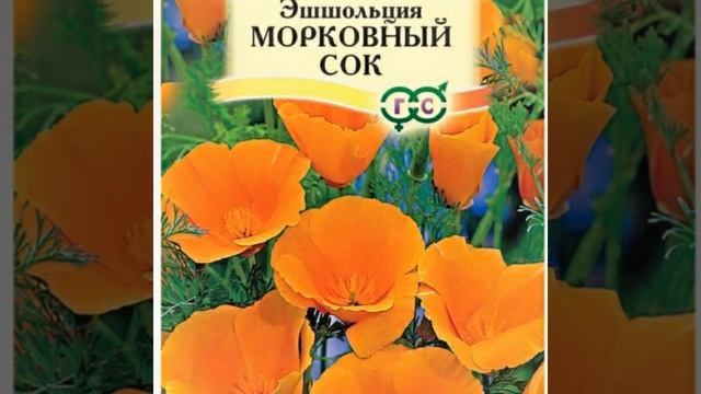 Сорта эшшольции от гавриш
