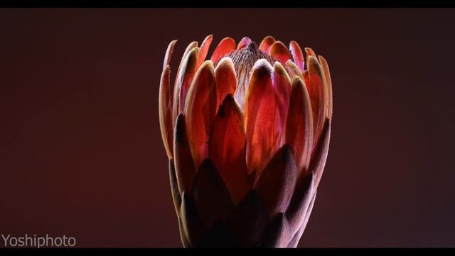 Protea, Relax, 癒し, 花言葉, Sleep, Healing music, meditation