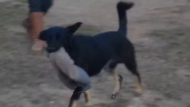 Как собака грызет шапку
