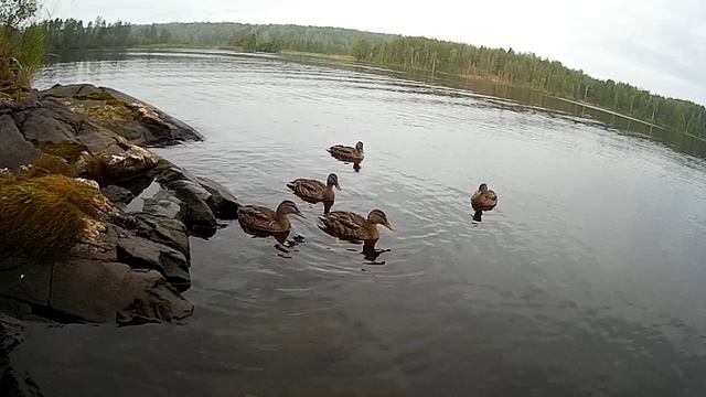 ОНЕЖСКОЕ ОЗЕРО 2021 УТЯТА АТАКУЮТ ) смотреть до конца )