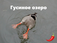 Гусиное озеро