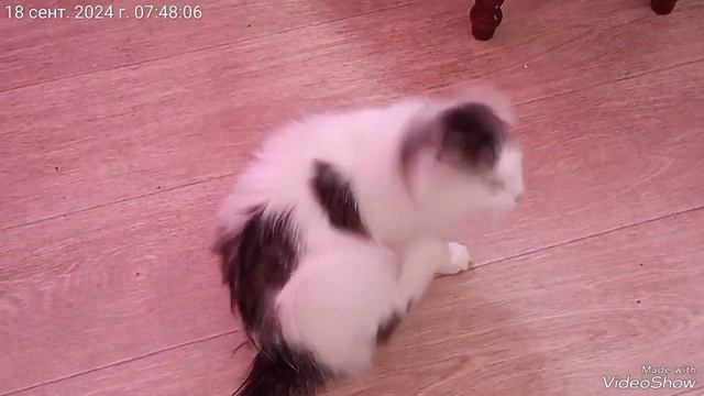 Чернышка 😾 Китти😺Симка😼среда утро☕🖥️⛅18.09.2024..mp4