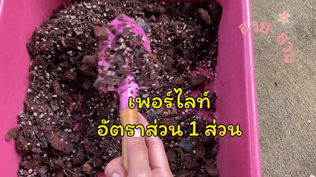 วิธีขยายพันธู์ Pink Spot (เงินไหลมาด่างชมพู)  ง่ายๆใครๆก็ทำได้คะ