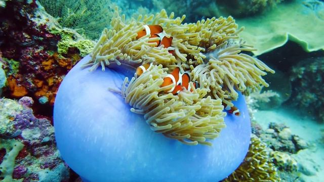 The Best 4K Aquarium ? 3 Hours of Beautiful Coral Reef Fish - Sleep Relax Meditation Music