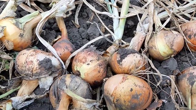 Начало уборки овощных культур. Лук репчатый. Штуттгартер Ризен.