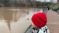 Почему УТКИ разного цвета???