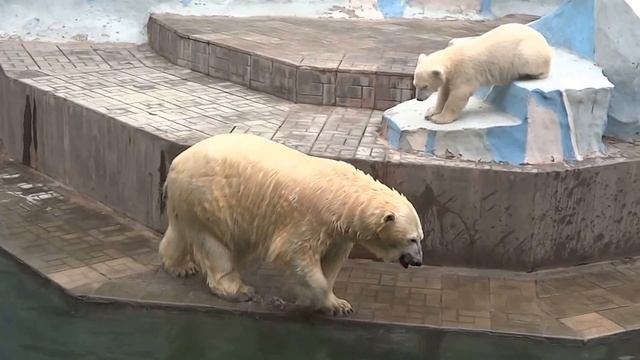 Жизнь и приключения белого медвежонка в Новосибирском зоопарке