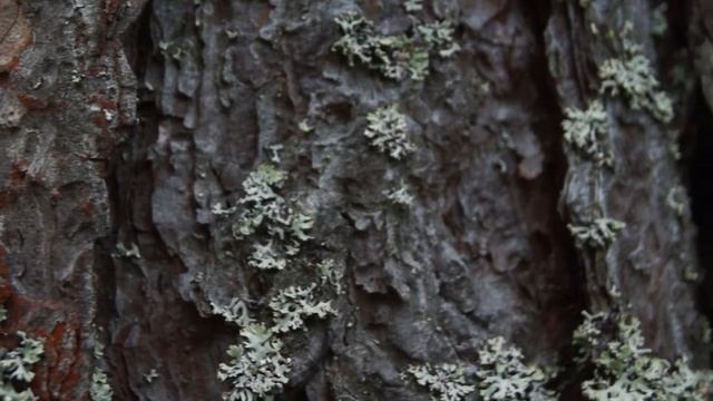Forest_тест камеры Sony A65 - KIT