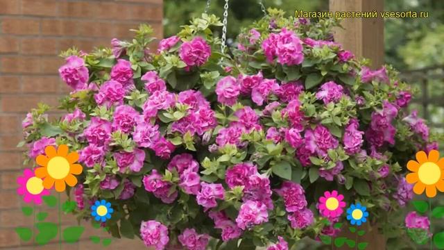 Петуния гибридная крупноцветковая Тумбелина Элиза. Краткий обзор, описание petunia Tumbelina Eliza