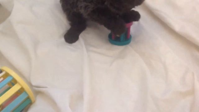 SELKIRK REX CUTEST BLACK SHEEP In THE WORLD!!!