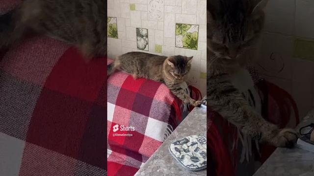 #Мысли котейки#кошки#cat#смешныеживотные#animals#животные#питомцы#приколы#юмор#смешно#котик#кошаки