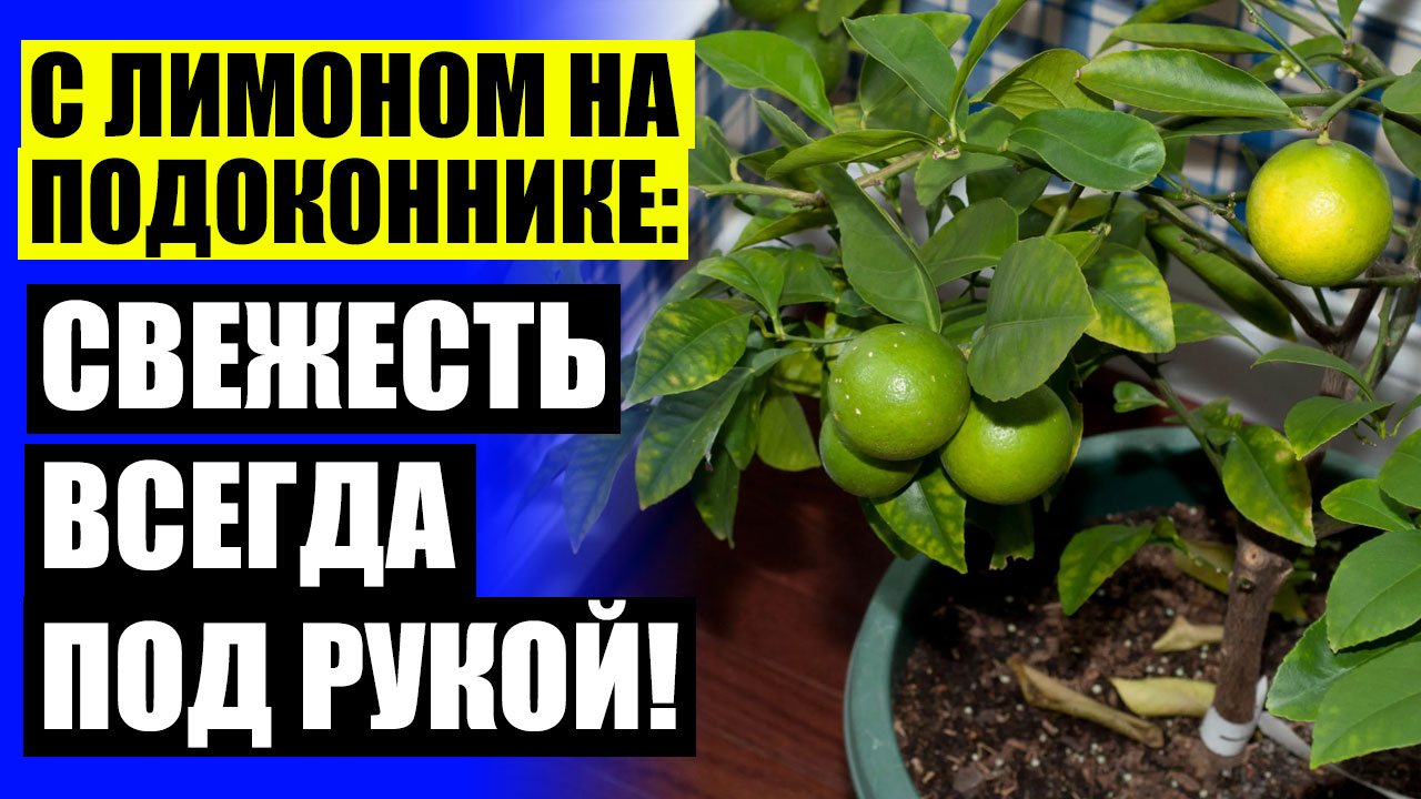 🔴 Подкормка для домашнего лимона 👌