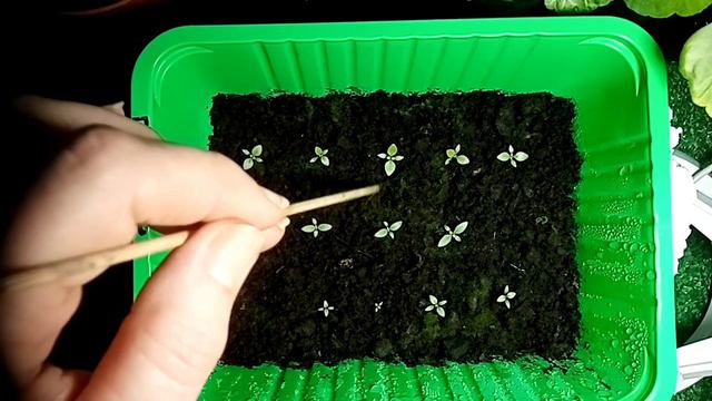 13.01.22. ЧТО С ЭУСТОМОЙ, ЧТО ДЕЛАТЬ