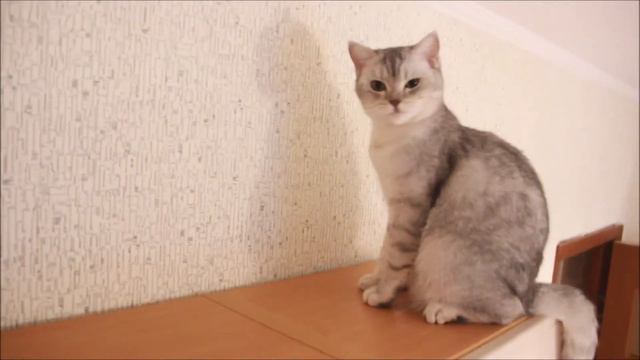 Выставка кошек online №15