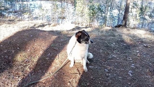 Моя пушистая подружка из приюта! Ищу дом! #псков #ищудом #приютшанс