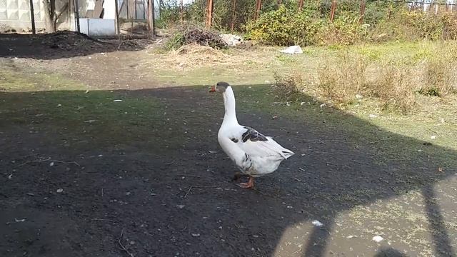 Котик высоко сидит, далеко глядит! А вокруг гуси ходят, ходят!