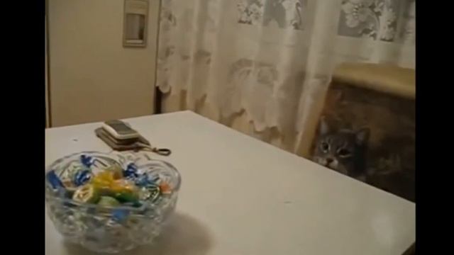 Наглый кот ворует конфеты. Вот умора!!!