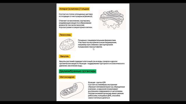 Строение клетки. Биология ЕГЭ 2024
