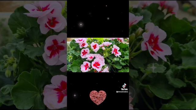 Любимой женщине 🌺🌼🌸 любимые цветы