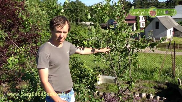 Как бороться с муравьями, как избавиться от муравьев - а надо ли?