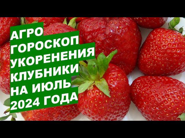 Агрогороскоп укоренения клубники на июль 2024 Strawberry rooting agrohoroscope for July 2024