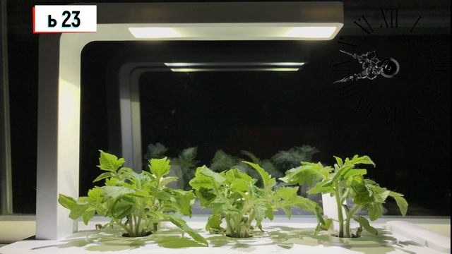 Умный цветной горшек Click and Grow 31 день 1 часть ЧЕРРИ