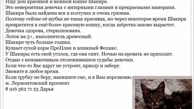 кошечка Шакира ищет дом