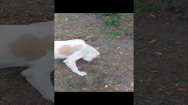 Батыр