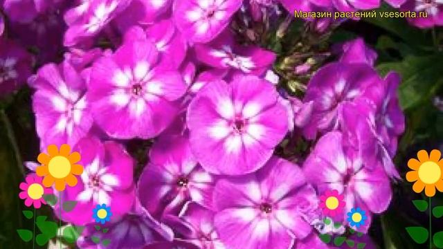 Флокс метельчатый Лаура. Краткий обзор описание характеристик phlox paniculata Laura