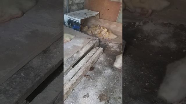 Утята Пекинской утки sk6 (9 дней), Агидель (14 дней)