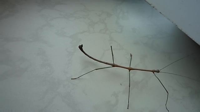 Палочники (Lonchodiodes samarensis)