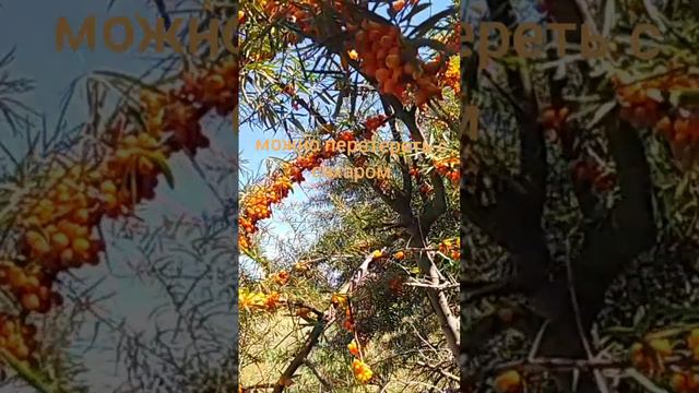 витаминная "бомба"
