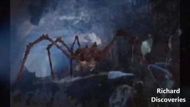 Mysterious Giant Spiders FOUND in Congo